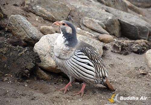 Birds at Kala Patthar